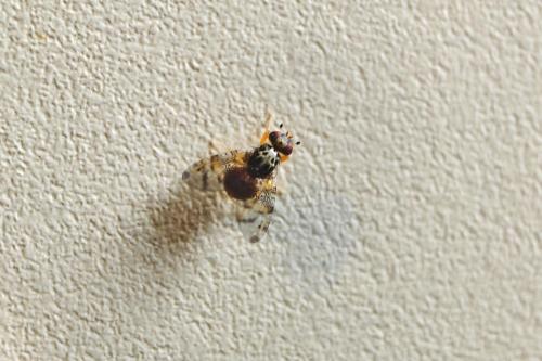 Réf. 324 425 : Ceratitis capitata